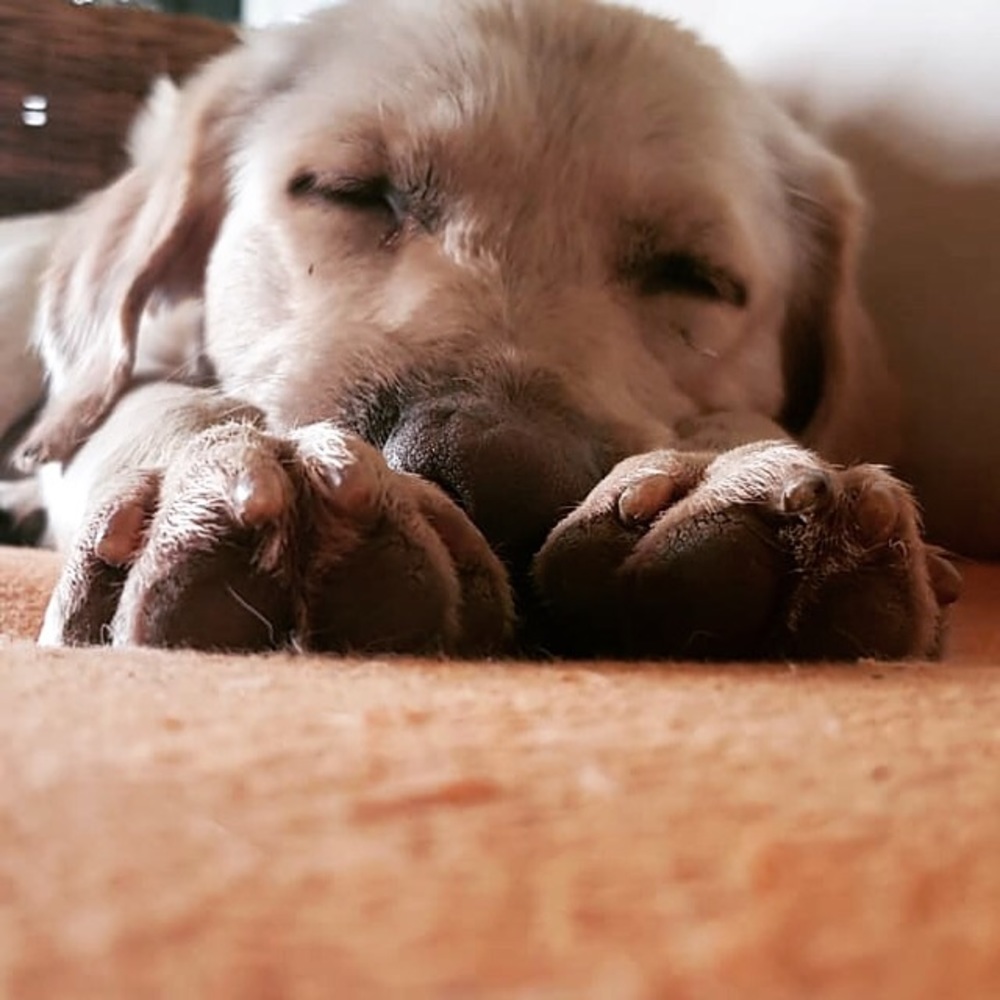 Meet your Posher, Anastasia